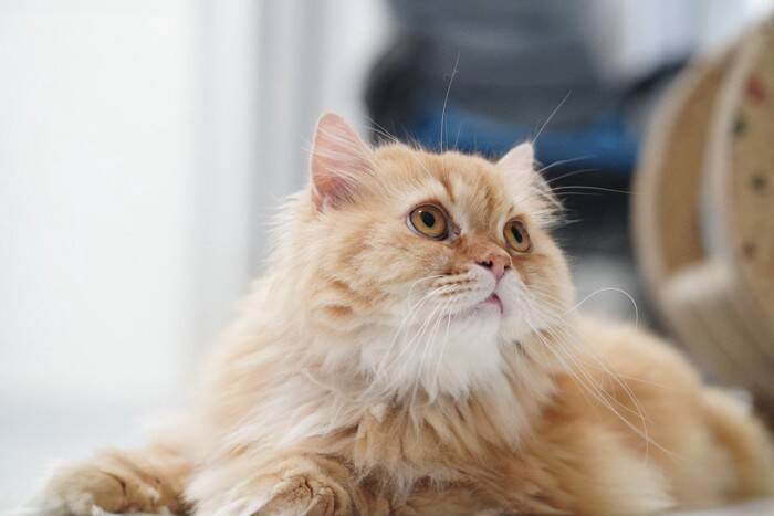 猫の『しっぽを踏んでしまう』ことで起こるリスク3つ　甘く見てはいけない理由や対処法も解説