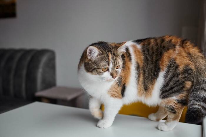 猫の『しっぽを踏んでしまう』ことで起こるリスク3つ　甘く見てはいけない理由や対処法も解説