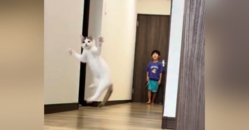 子どもたちがピンポン玉で遊び始めると、猫がやってきて…微笑ましい様子に「なんて幸せな光景」「３人兄妹のようで可愛い」と癒される人が続出