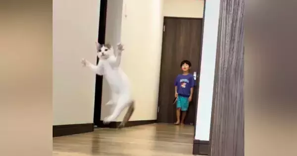子どもたちがピンポン玉で遊び始めると、猫がやってきて…微笑ましい様子に「なんて幸せな光景」「３人兄妹のようで可愛い」と癒される人が続出