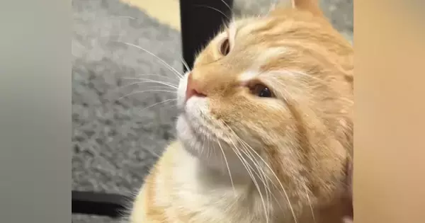猫が『久しぶりに甘えてきた』と思ったら…『おてての動き』を見ると→尊すぎる光景が94万再生「超絶可愛い」「赤ちゃんの気持ちなのね」