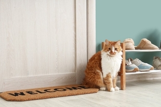 お家の猫にも『寄生虫の予防』が欠かせない理由3つ　油断できないワケや対策のポイントまで