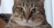 妻が抱っこすると『ドヤ顔』になる猫→夫が抱っこしたら…あまりにも露骨な『態度の違い』に1万いいね「違いはなんだろうｗ」「愛しいｗ」