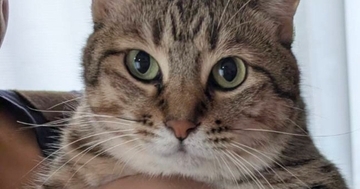 妻が抱っこすると『ドヤ顔』になる猫→夫が抱っこしたら…あまりにも露骨な『態度の違い』に1万いいね「違いはなんだろうｗ」「愛しいｗ」