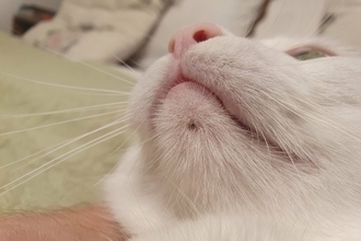 愛猫の「黒いブツブツ」それって猫ニキビかも？意外と知らない猫の皮膚トラブル