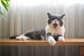 猫のマネがしたくなる『習性や気質』6選　見習うだけで心がラクになるかも？