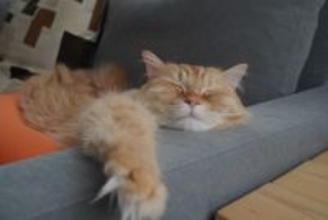 猫の『耳の向き』から読み取れる4つの心理　感情によって表れる変化が違う？