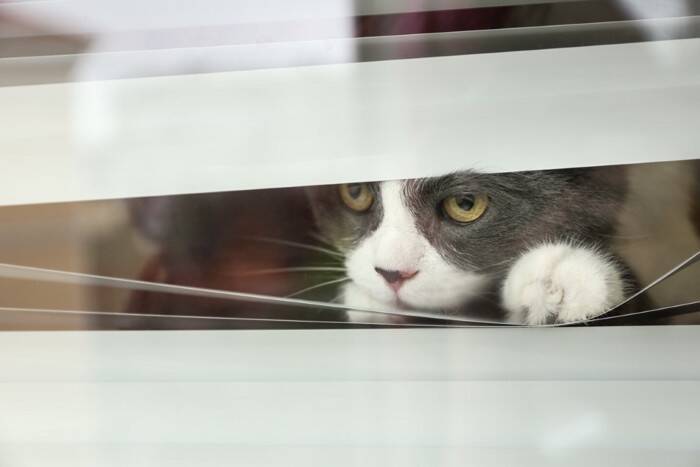 猫が『窓の外』を眺めているときの心理3選　外に出たがっているの？満足させる工夫も解説