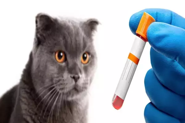 猫の『血液型』に関する3つの基礎知識　検査の方法や知っておくべき理由も解説