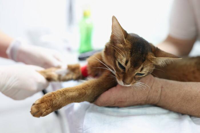 猫の『血液型』に関する3つの基礎知識　検査の方法や知っておくべき理由も解説