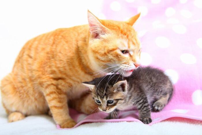 猫の『血液型』に関する3つの基礎知識　検査の方法や知っておくべき理由も解説