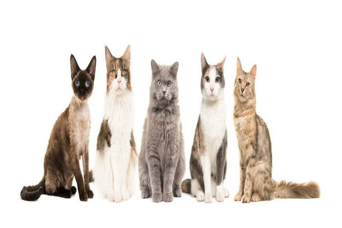 猫の『血液型』に関する3つの基礎知識　検査の方法や知っておくべき理由も解説