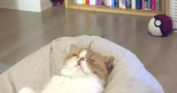クッションの上で眠っていた猫→完全に『リラックス中』の光景に「ダメになったｗ」「自分のこと人間だと思ってそうｗ」と３万いいね