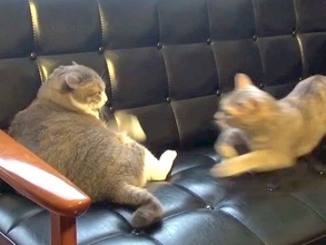 ソファでくつろぐ２匹の猫→『平和な光景』かと思いきや……突然の『急展開』に「何が気に入らなかったんだｗｗｗ」「なんて速度」と15万再生