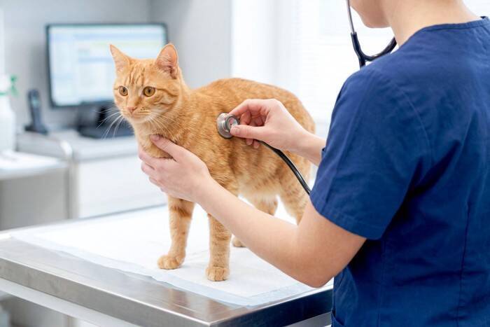 『猫を保護』した直後にやるべきこと3選　注意すべきポイントや必要な準備も解説