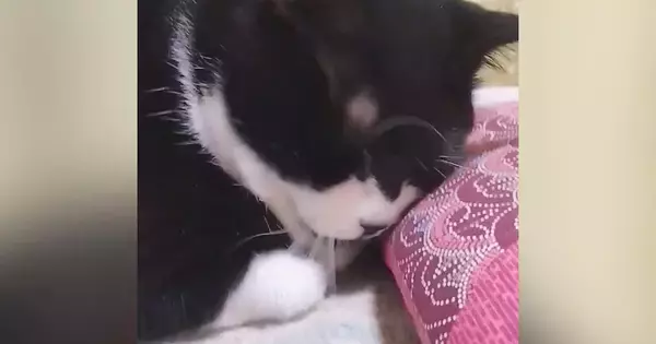 座布団にスリスリしていた猫→見られていることに気づいた『次の瞬間』…可愛すぎる光景に３万いいね「決定的瞬間ｗ」「もう笑っちゃうーｗ」