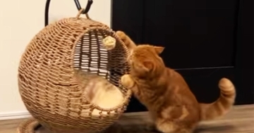 猫がキャットハウスの中でくつろぐと思ったら…まさかの『使い方』と『表情』に爆笑の声続出「ぷるぷるしてるｗ」「教えてあげたいｗｗ」