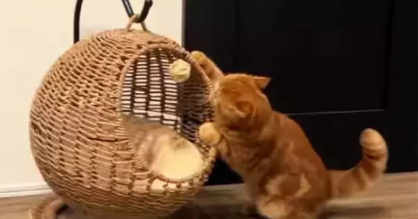 猫がキャットハウスの中でくつろぐと思ったら…まさかの『使い方』と『表情』に爆笑の声続出「ぷるぷるしてるｗ」「教えてあげたいｗｗ」