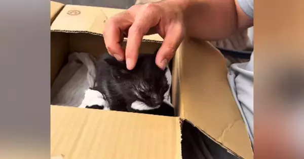 カラスに狙われていた『目がほとんど見えていない子猫』→保護して１年……涙あふれる『成長記録』に「感動した」「本当にありがとう」の声