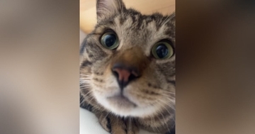 猫に『おはよう』を教えてみた結果…とんでもなく賢い『まさかの反応』が96万再生「ちゃんとお喋りしてるｗ」「すごいｗ」と驚きの声
