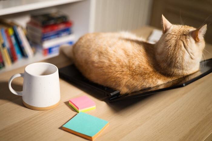 猫がみせる『甘えている』と誤解しやすい行動3つ　 別の感情が隠れていることも？見分けるコツまで解説
