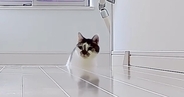テレワーク中のパパとママ→『仕事場を交換』してみたら、『猫たちの反応』は…可愛すぎる展開に反響「ほっこりした」「勘違いしちゃったか〜」