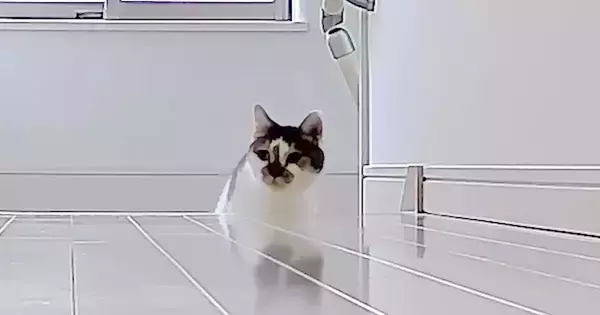 テレワーク中のパパとママ→『仕事場を交換』してみたら、『猫たちの反応』は…可愛すぎる展開に反響「ほっこりした」「勘違いしちゃったか〜」