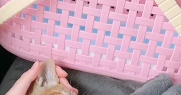 保護して2日目の子猫を動物病院に連れて行ったら…帰りに見せた『尊すぎる様子』が20万再生「幸せだね～」「泣けるレベルでかわいい」
