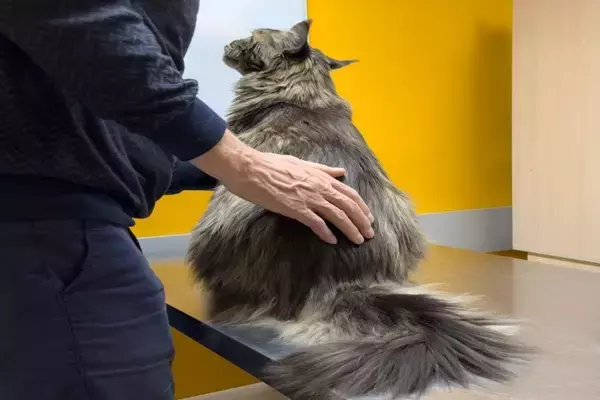 猫が『おしりをトントン』されると喜ぶ理由3つ　上手な応え方から注意すべきことまで