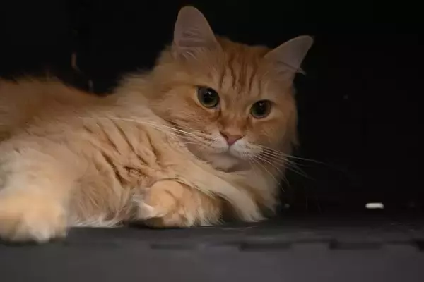 猫が『体調不良』のときにみせるサイン4選　見逃せないポイントや取るべき対処法