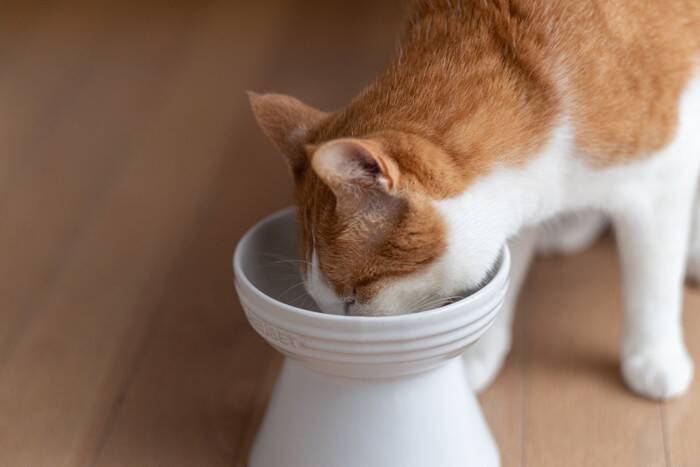 猫を上手に『寝かしつける』方法4つ　お互いの快眠を守るために試したい工夫とは