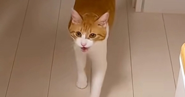 猫に『爪切るよー』と声をかけたら、次の瞬間…信じられない光景が125万再生「人生で初めて見たｗ」「え～すご」「なんて可愛いの～ｗ」
