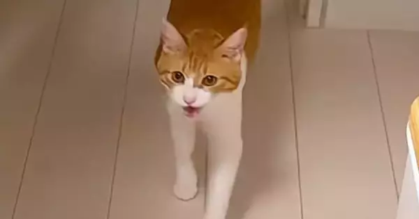 猫に『爪切るよー』と声をかけたら、次の瞬間…信じられない光景が125万再生「人生で初めて見たｗ」「え～すご」「なんて可愛いの～ｗ」