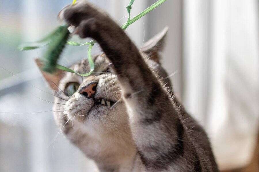 救助した「気性の荒い子猫」に消防士が一目ぼれ→そのまま自宅に迎えて「飼い主」になる　英国