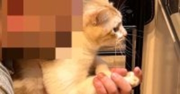 キッチンを見たら、『猫とパパ』がいっしょに……心温まる光景に２万いいねの反響「すごくいい瞬間」「全集中なのが可愛い」「幸せだね」