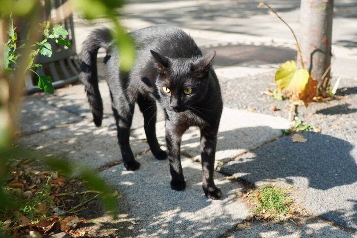 猫の『しっぽが膨らむ』ときの理由5選　隠された心理や上手な対処法も解説