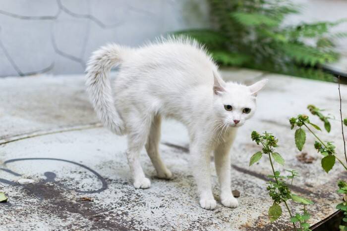 猫の『しっぽが膨らむ』ときの理由5選　隠された心理や上手な対処法も解説