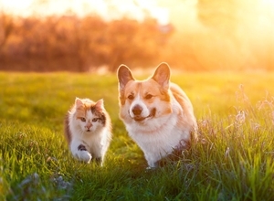 戦闘地域で保護された猫が、犬とともに「ドローン」で安全地帯へと無事避難　ウクライナ