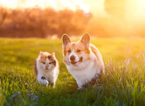 戦闘地域で保護された猫が、犬とともに「ドローン」で安全地帯へと無事避難　ウクライナ
