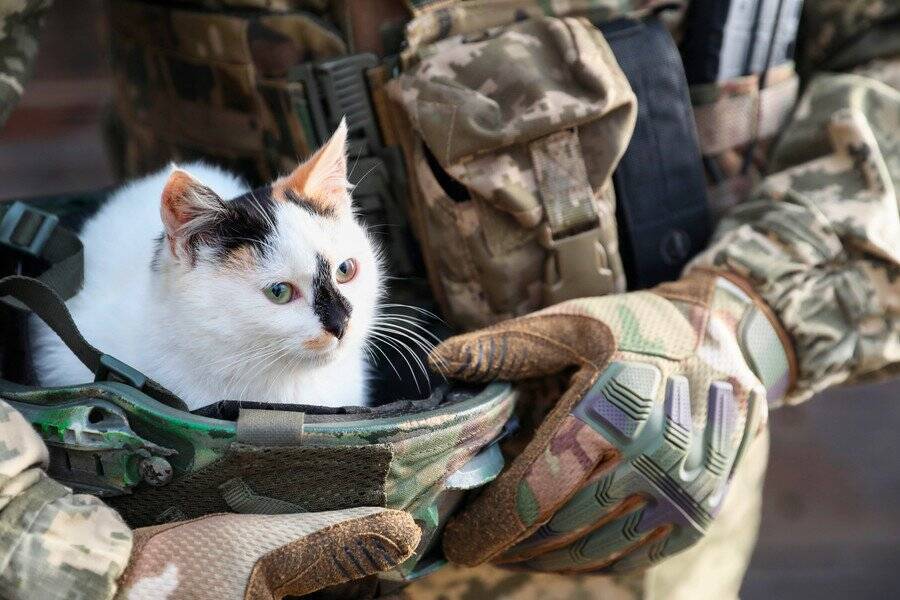 戦闘地域で保護された猫が、犬とともに「ドローン」で安全地帯へと無事避難　ウクライナ