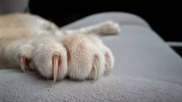 うちの子の「爪切り」これで大丈夫？猫の爪の成長速度を知って健康管理に役立てよう！【獣医師執筆】