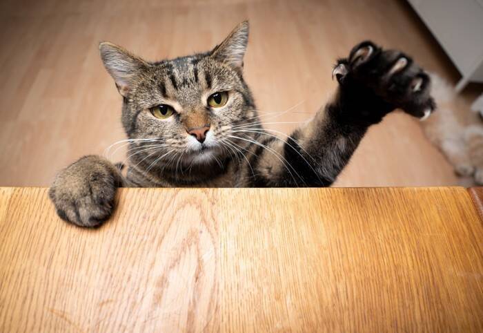 うちの子の「爪切り」これで大丈夫？猫の爪の成長速度を知って健康管理に役立てよう！【獣医師執筆】