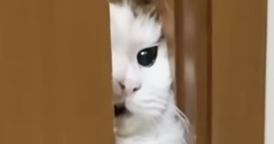 お父さんのもとに行きたい猫→少ししか開いていない『ドアの隙間』から……一生懸命な様子に「シャイニングで草」「おててが可愛すぎる」と反響
