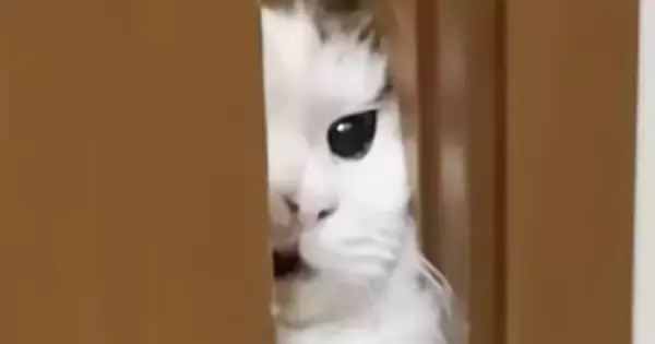 お父さんのもとに行きたい猫→少ししか開いていない『ドアの隙間』から……一生懸命な様子に「シャイニングで草」「おててが可愛すぎる」と反響