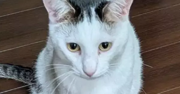 猫が２階のリビングまで運んできた『まさかの物』とは……笑ってしまう光景に「洗ってほしいのかもｗ」「すごくクチャイ」「頑張ったねぇ」の声