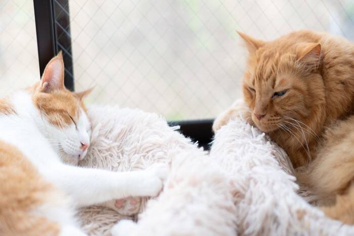猫の間にも『いじめ』は起こるの？　見逃せない5つのサインや適切な対処法