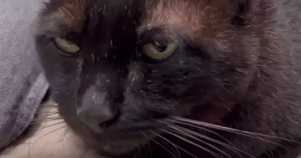 いっしょにいた『2匹の猫』を撮影→『背後』を見ると……とんでもない光景に10万いいね「どうしたのｗｗ」「大爆笑してしまった」と大反響