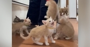 ごはんの準備を始めると、『子猫たち』が…想像を超える『全力アピール』に「地獄のような天国ｗ」「体に貼り付けるｗｗ」と爆笑の声続出