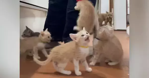 ごはんの準備を始めると、『子猫たち』が…想像を超える『全力アピール』に「地獄のような天国ｗ」「体に貼り付けるｗｗ」と爆笑の声続出