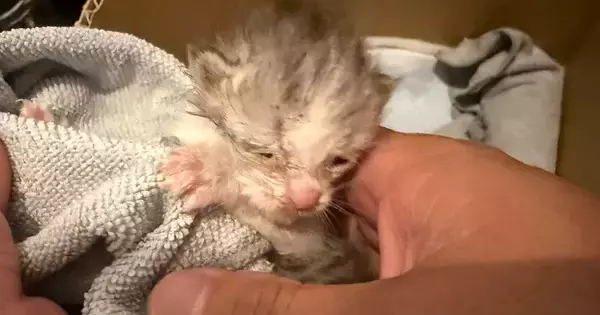 バイクカバーの中にいた『瀕死の赤ちゃん猫』を保護→懸命にお世話を続けた結果…別猫のような『変化』に感動の声「愛の力」「すごい可愛い」